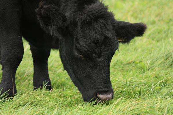 black cow eating grass